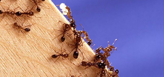 3 Ways To Not Kill Fire Ants - Venus Pest Company